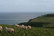 Sheep in the fields